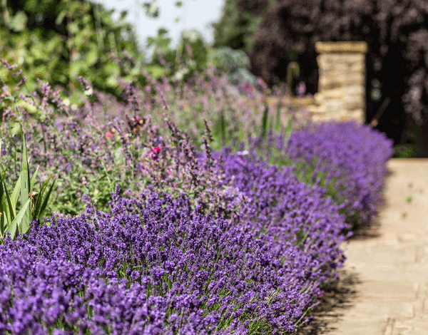 Garden Tour & Afternoon Tea